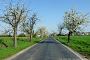 Casekow, Allee