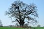 Damitzow, Baum