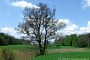 Felchow, Solitärbaum