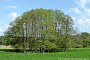 Felchow, Erlengruppe