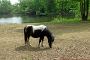 Wildnisschule Teerofenbrücke, Pony