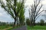 Stendell, Allee